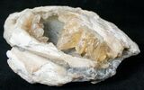 Clam Fossil with Golden Calcite Crystals - #14722-1